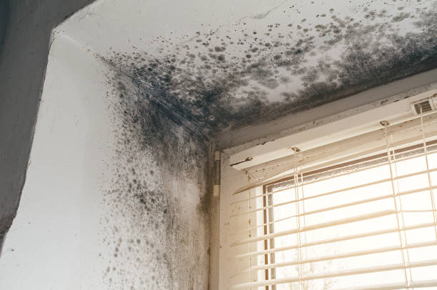 Affordable Basement Mold Removal solutions in Northvale, NJ
