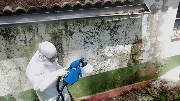 Top rated local Basement Mold Removal specialists in Northvale, NJ